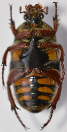 Eupoecila australiasae